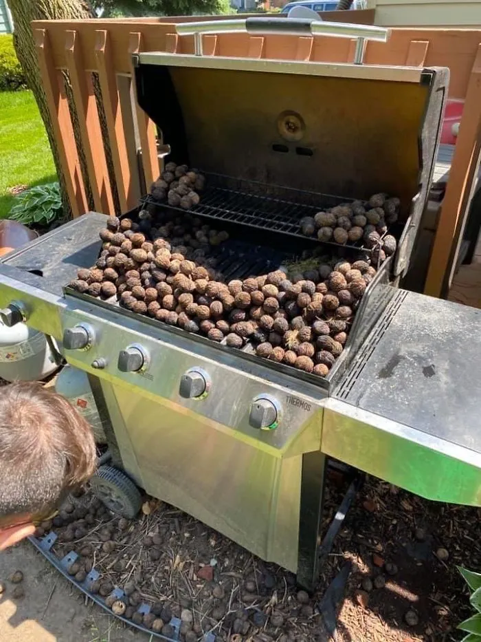 Went To Start Their Grill For The First Time This Season. Stumbled On A Squirrel’s Cache