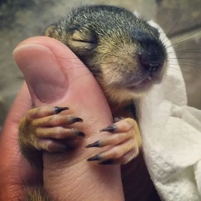 My Wife Getting A Hug From A Baby Squirrel That She's Taking Care Of