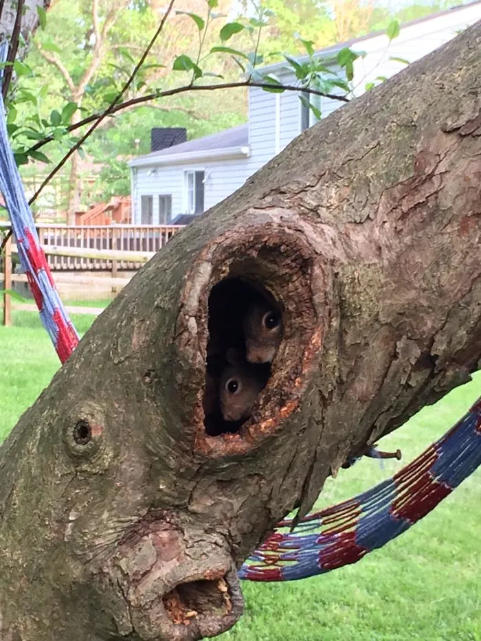 A Family Of Squirrels Moved Into The Hole In My Tree