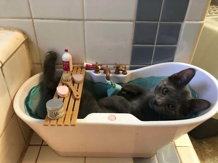 Le gusta dormir en la bañera de juguete de mi hija
