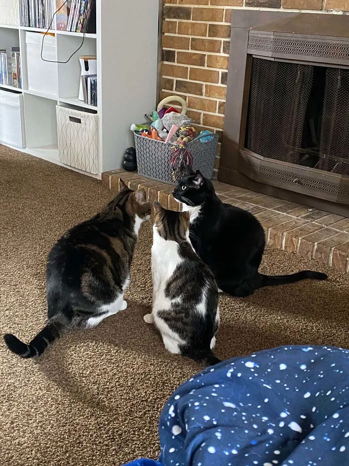 Los gatos planeando mi asesinato