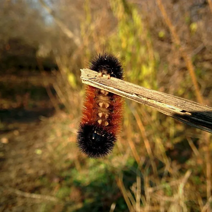 Turns Out, Caterpillars Have Tiny Little Feet, And They're So Cute It's Underrated (30 Pics)