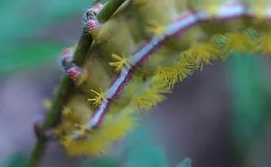 Turns Out, Caterpillars Have Tiny Little Feet, And They're So Cute It's Underrated (30 Pics)