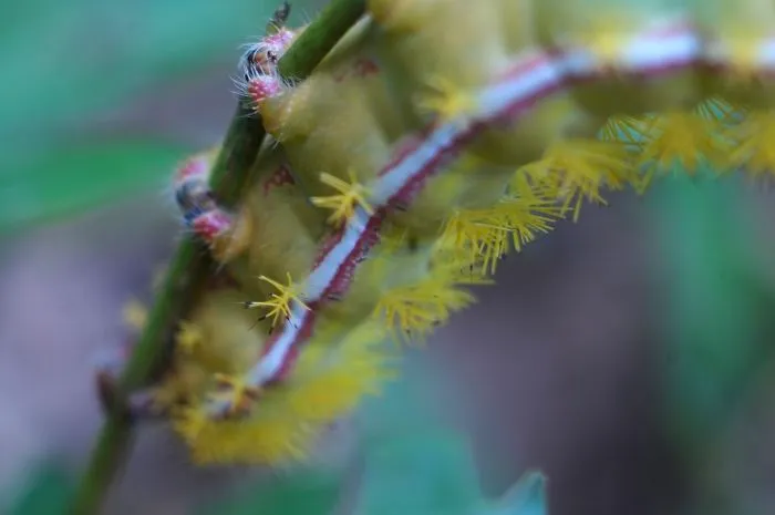 Caterpillar-Feet