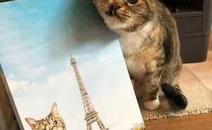50 Of The Best Cat Posts That Are Impossible Not To Scroll Through (New Pics)