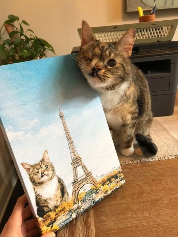 Could You Please Say "Hi" To Peany? 😺