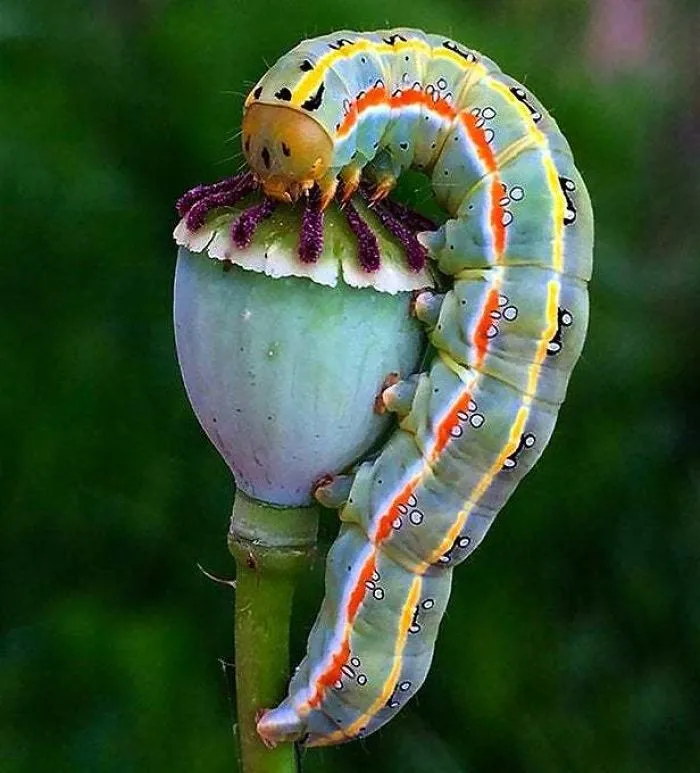 Turns Out, Caterpillars Have Tiny Little Feet, And They're So Cute It's Underrated (30 Pics)