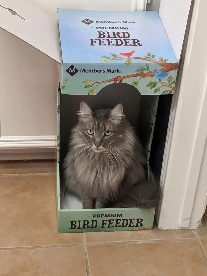 No, no eres un comedero de pájaros