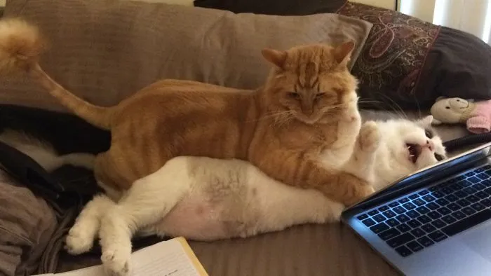 Mi novio no me cree cuando le digo que su gato maltrata al mio