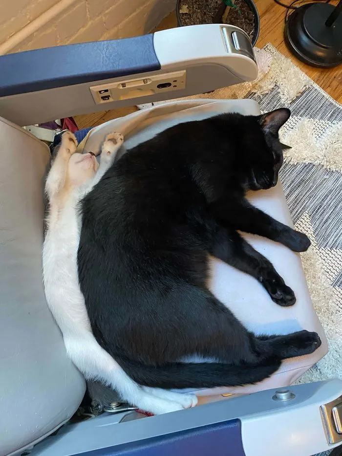 Hemos adoptado un gatito, parece que se ha adaptado demasiado bien 