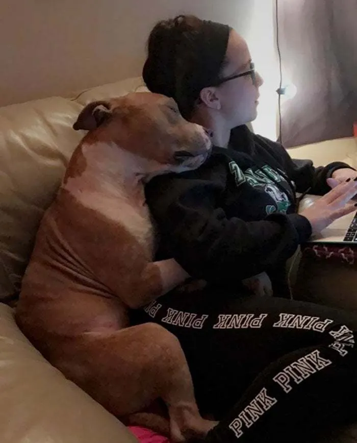 Este pitbull no para de abrazar a su nueva dueña