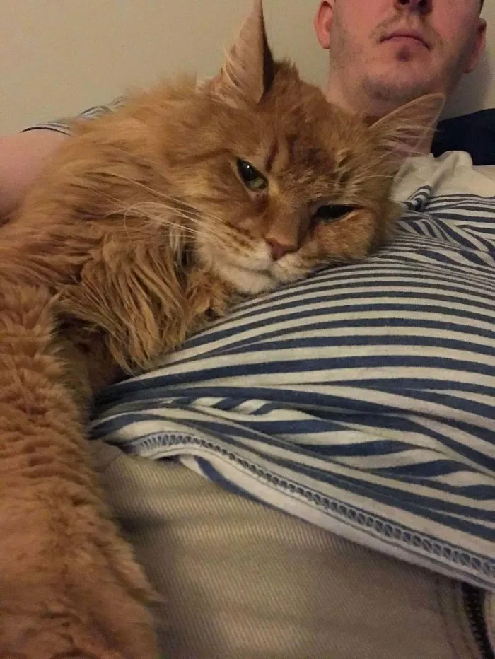 2 meses después de adoptar a este gato mayor no entiendo por qué no lo querían con lo cariñoso que es