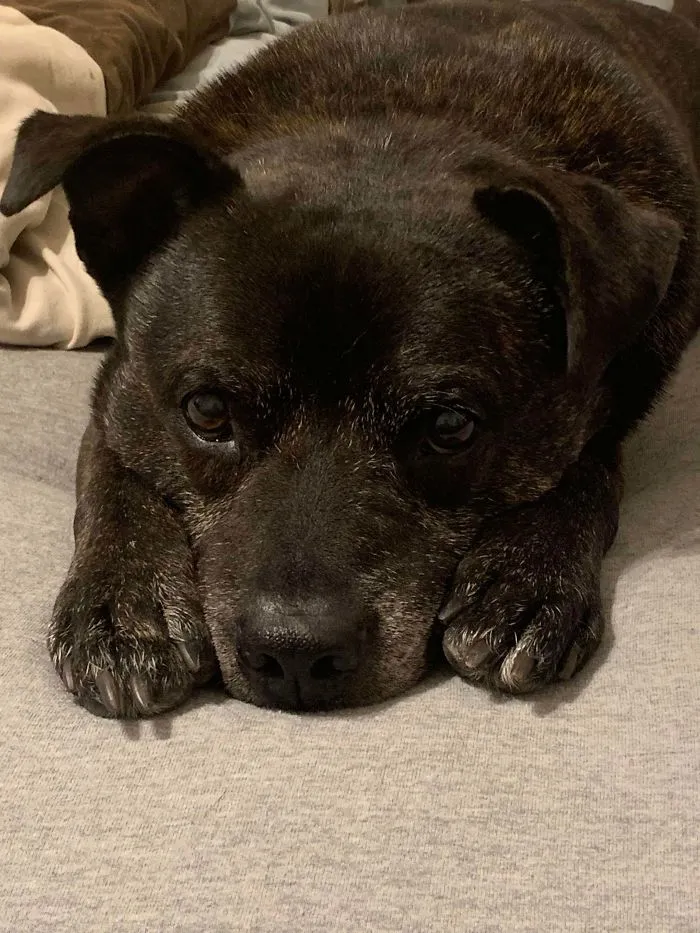 Adoptamos a Kane hace un mes. No se sabe mucho de su pasado, pero tiene entre 10 y 12 años, está casi ciego y sordo. Le gusta dormir y salir, es un buen chico