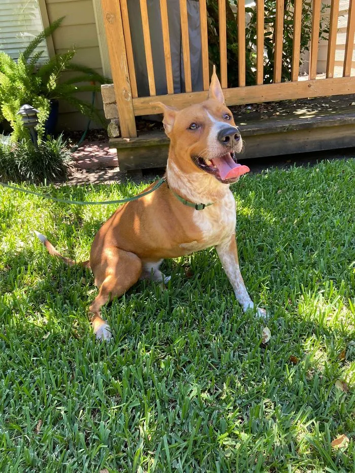 Este es Hank, tiene 3 patas y lo acabamos de adoptar