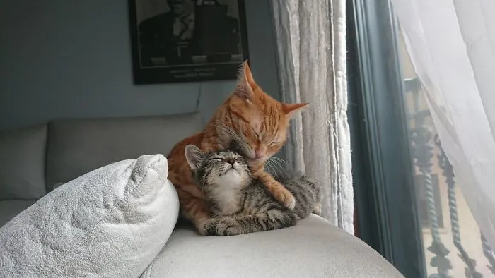 Mi gato se sentía solo y le adoptamos una hermana