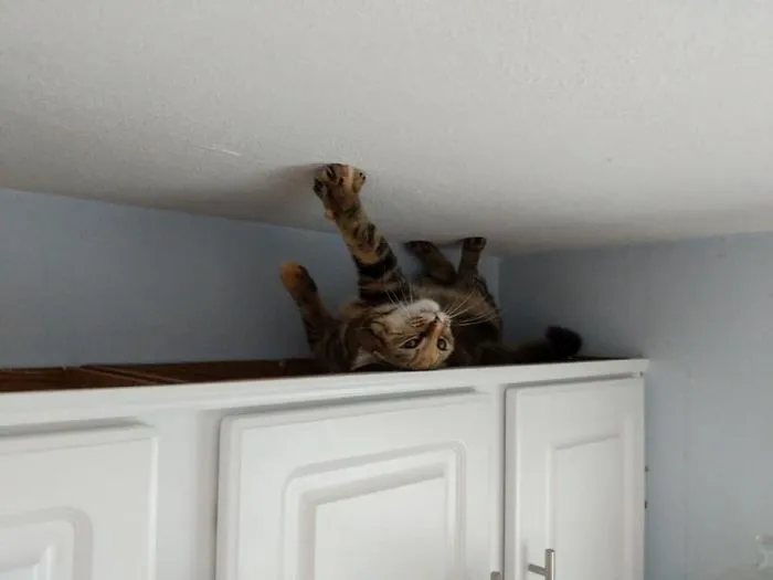 Just Adopted A New Cat. She Must Be From Australia