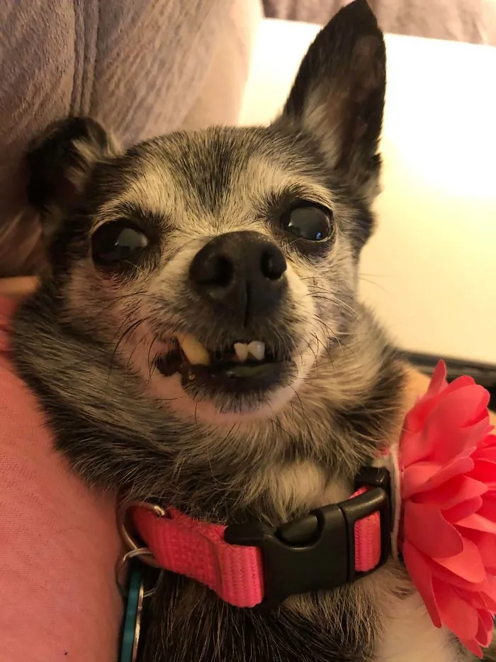 Drove 2260 Miles To Adopt This Little Sweetie, And It’s The Best Thing I Have Ever Done. Reddit, Meet 10 Year Old Billie