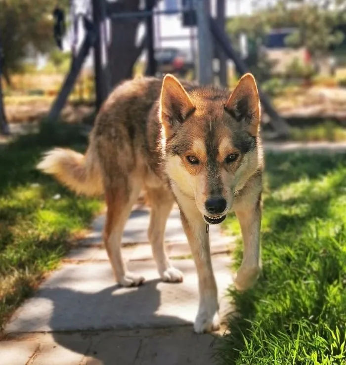 It Was Supposed To Only Be A Foster Through The Lockdown, But I Can’t Let Him Go Now. Going Through The Adoption Process As We Speak! Meet Mauwi!