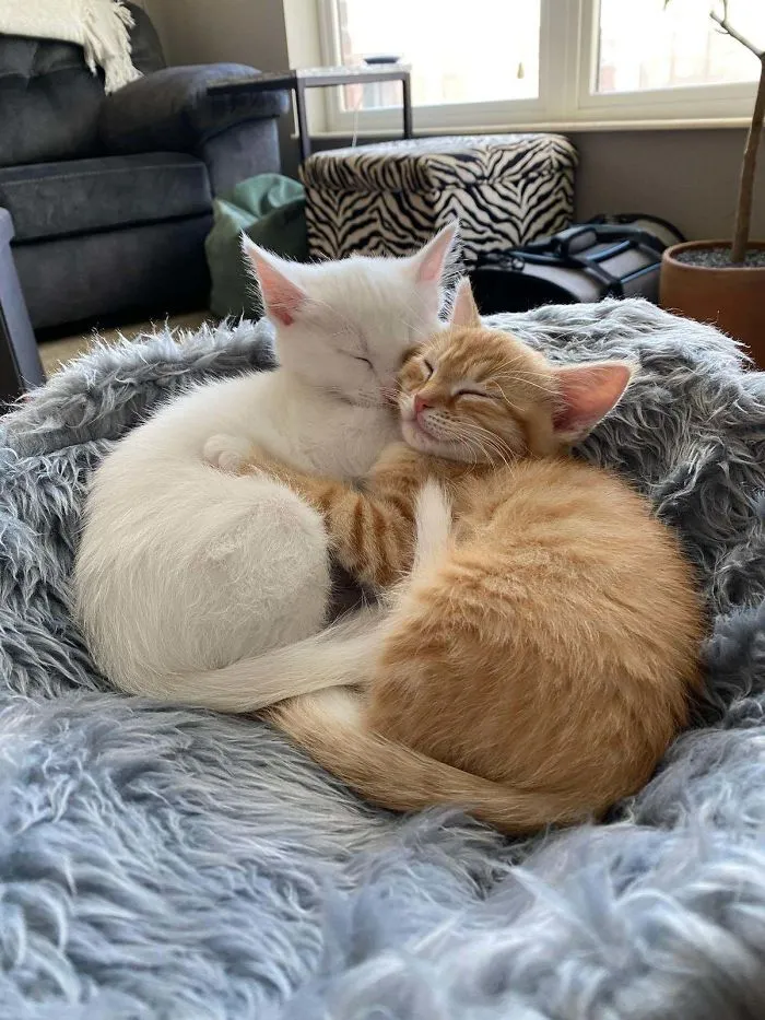 My Cousin Adopted Baby Kitties Today... Very Jealous