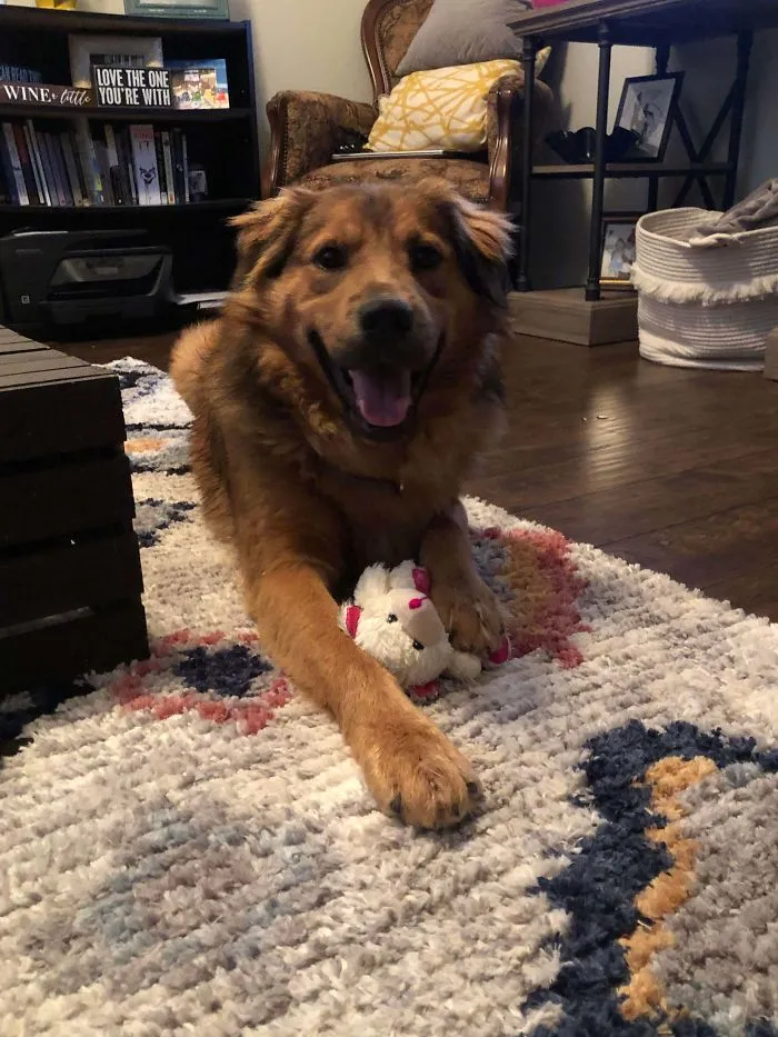 I Adopted Maui Yesterday. He Spent All Day Hiding From Me. This Morning, I Was Able To Get Him On A Leash And Go Walking. When We Came Back He Had This Big Smile On His Face