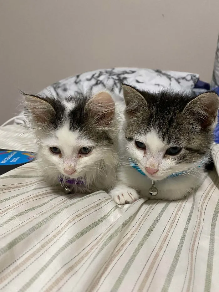 Adopted These Babies Yesterday. They Were Scared All Of Yesterday But I Woke Up And Found Them Sitting Like This Beside Me