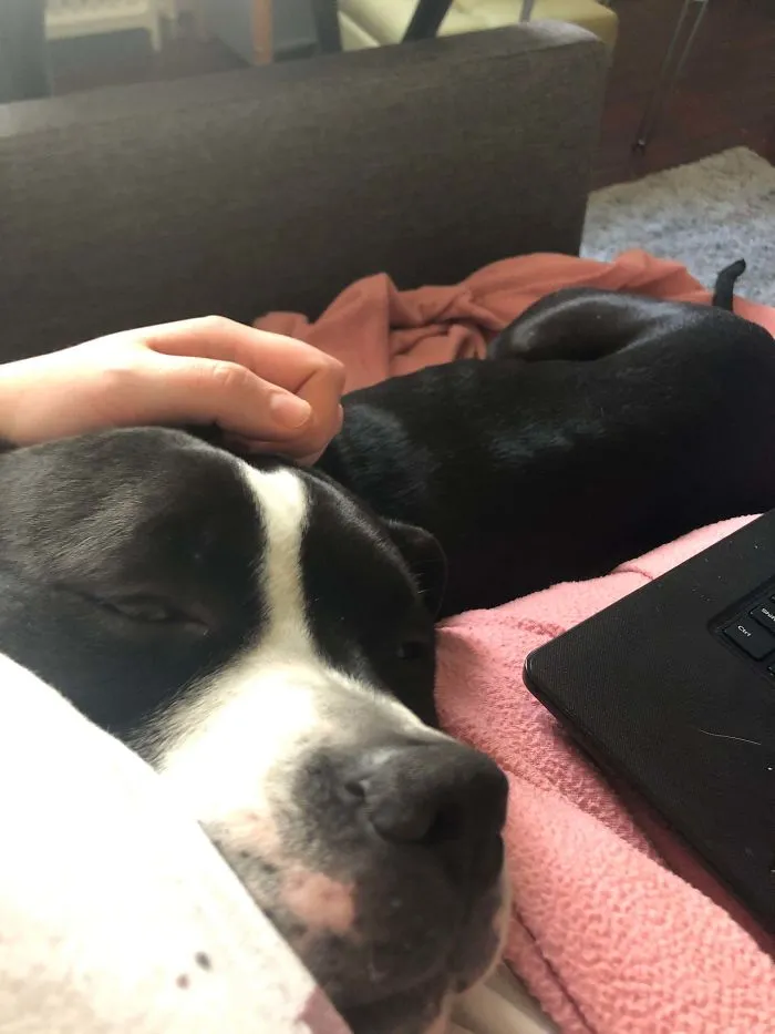 I Adopted Him A Month Ago, And He’s Been Like This Since Day 1. How Did I Get So Lucky?