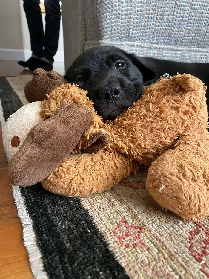My Aunt Adopted A Smiling Puppy
