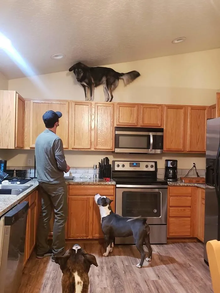 ¿Esto es lo que pasa cuando se te rompe el perro?