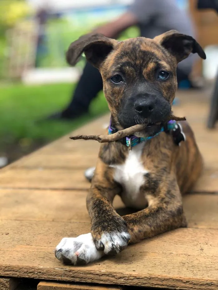 This Is My Rescue, And First Dog At 35. Reddit, Meet Freya