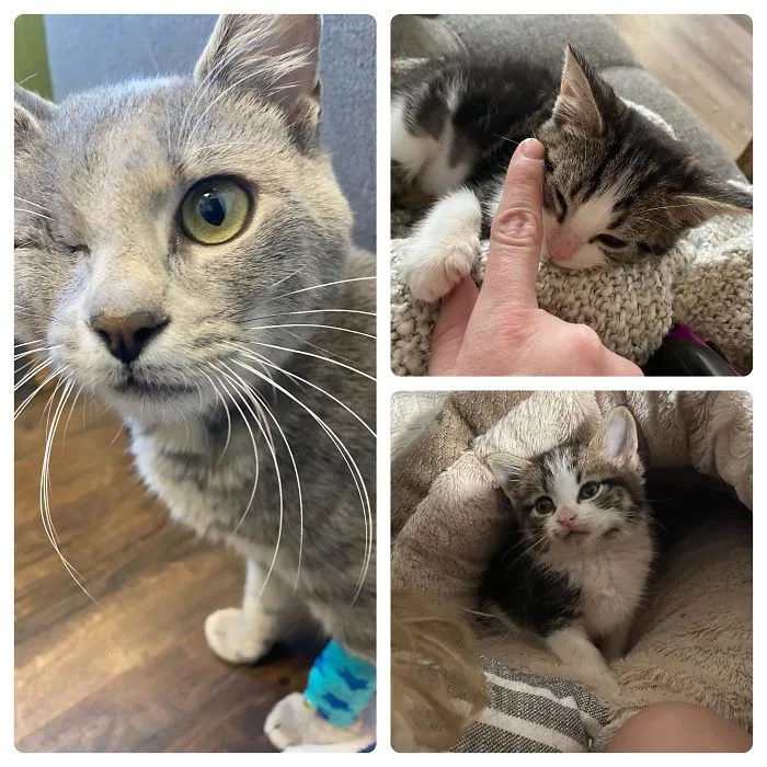 I Swore I’d Never Rescue Again After Losing My Grey. I See So Much Of Him In Her Personality. Her Name Is Gracie In Honor