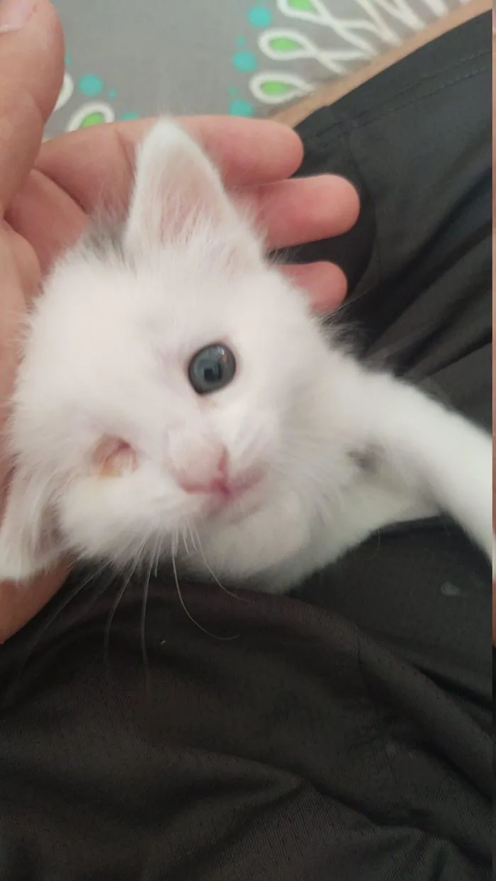 Gatito adoptado hace poco