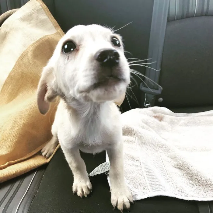 Bob, Rescued Off The Street, Coming At U Weighing In 3 Whole Entire Lbs