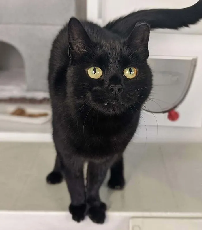 Lucky, The 6 Year Old Vampire Cat. A Rescue We Are Adopting On Saturday