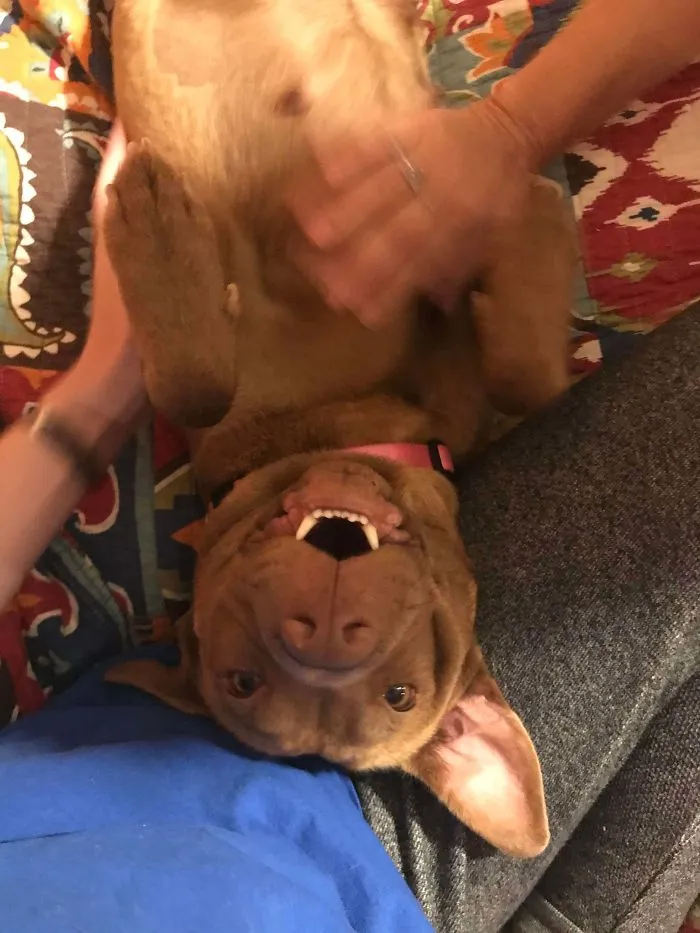 Adopted This Lady Two Months Ago. Today Was The First Time She Wanted To Play!