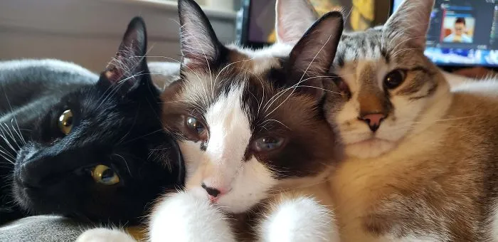 Hace 1 año quisimos adoptar a un gato. Acabamos adoptando a 3 hermanos