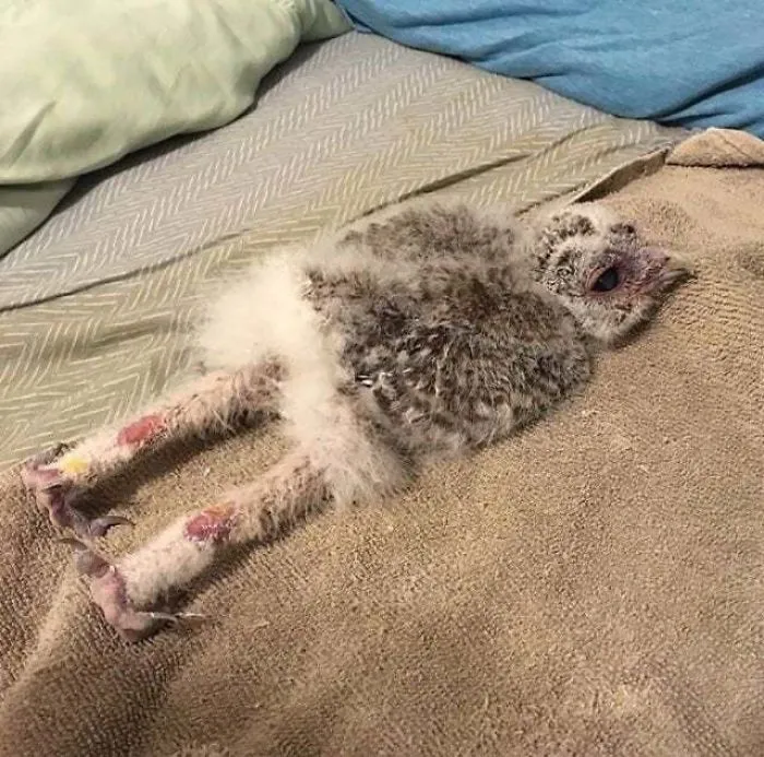 People Are Just Learning That Some Owls Sleep With Their Faces Down And Here Are 26 Pics