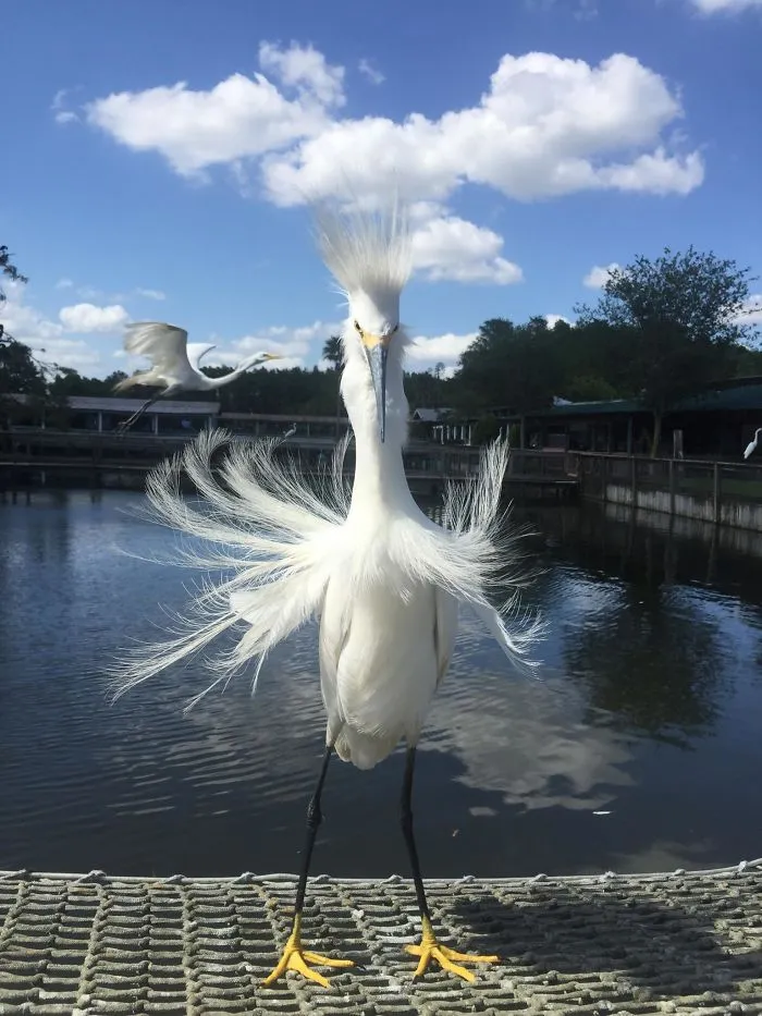 Garza blanca en un día de viento