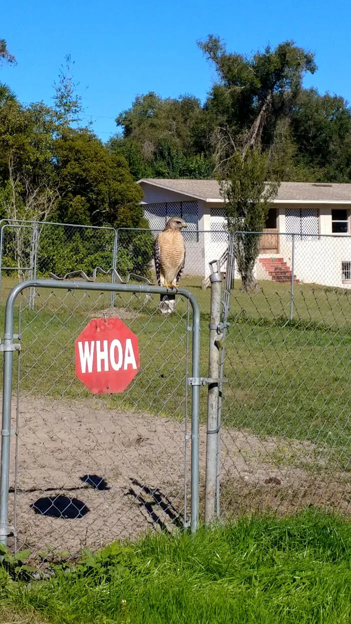 Halcón en la valla de mi vecino