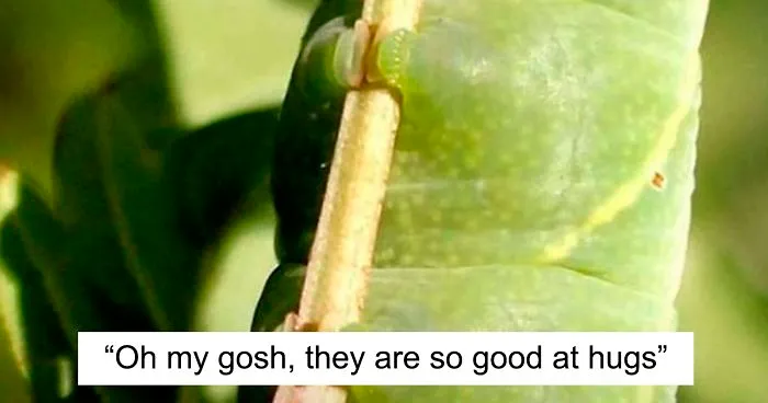Turns Out, Caterpillars Have Tiny Little Feet, And They're So Cute It's Underrated (30 Pics)