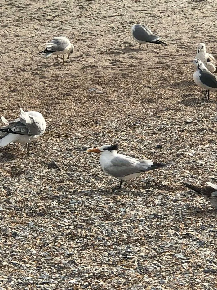 This Bird That Looks Like Danny Devito