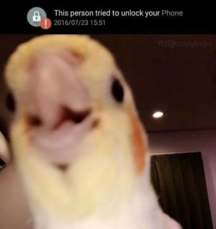 Phone Thief Birb