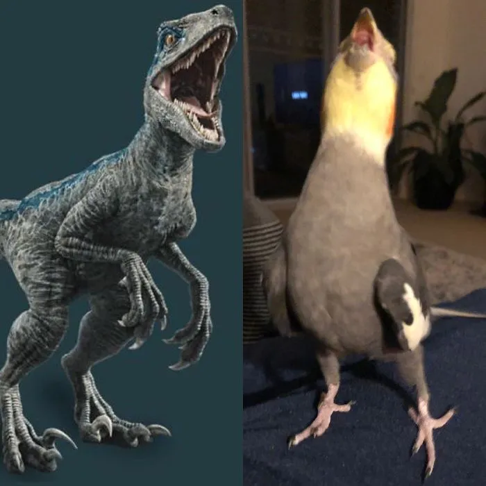 Evolución