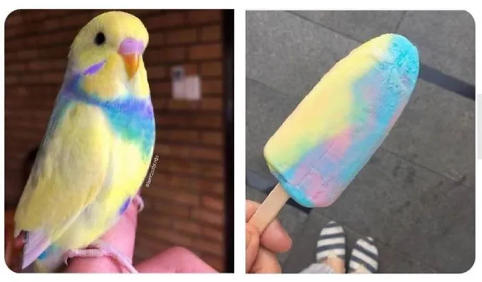 Popsiclebirb