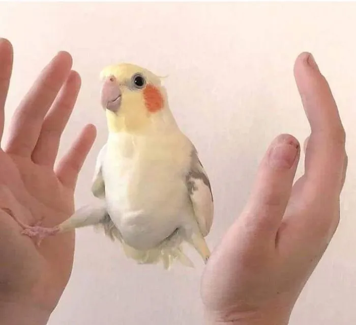 Periquito Van Damme