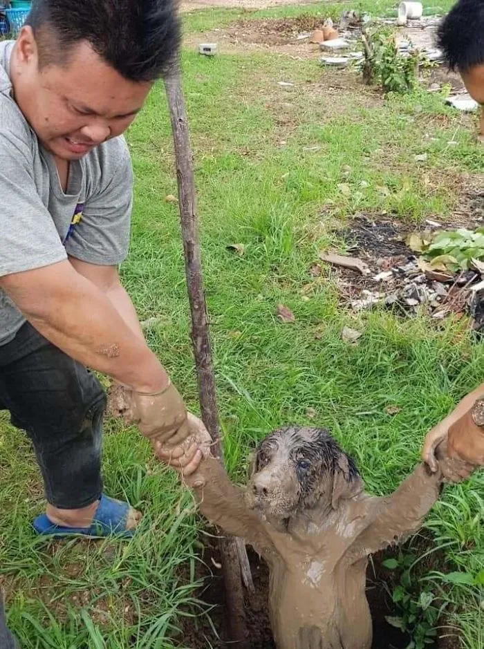 Creo que el perro calculó mal lo profundo