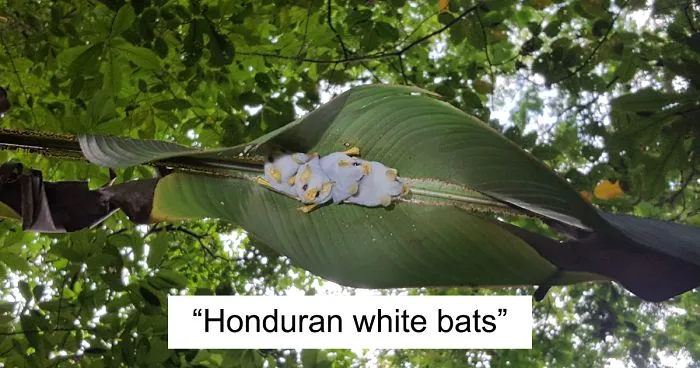 I Traveled To The Costa Rican Rainforest And Photographed Honduran White Bats (5 Pics)