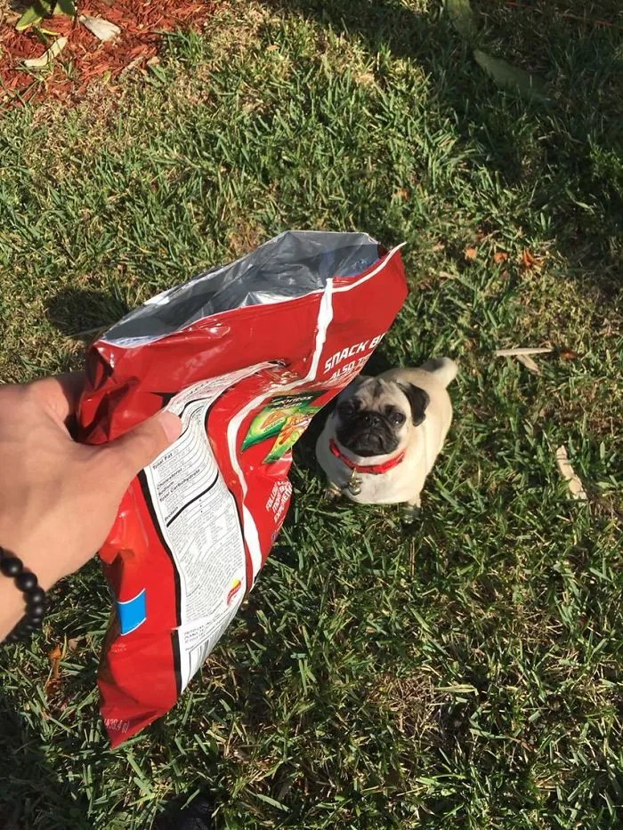 I Was Running Late For Work And Couldn't Find Her Leash, This Is How I Walked My Dog This Morning
