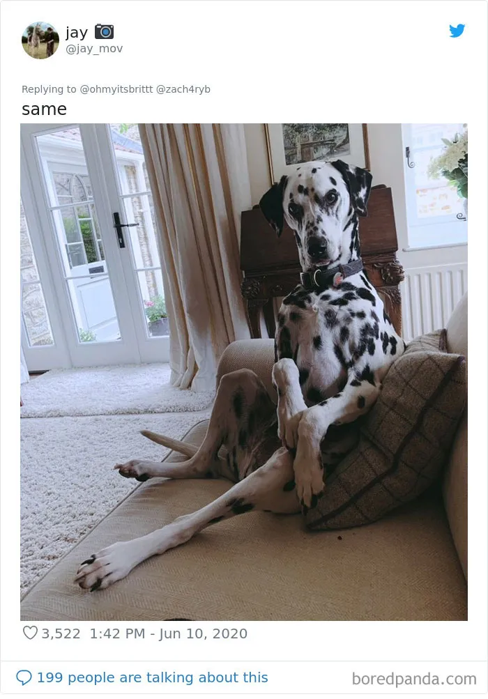 People Are Sharing Hilarious Pics Of Their Pets Sitting Like Total Weirdos In This Thread (30 Pics)