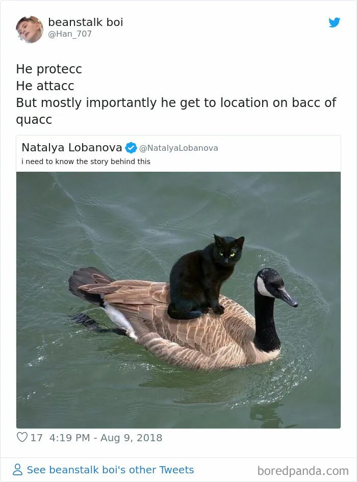 Murder Cats On Naval Drones. A Truly Frightening Weapon