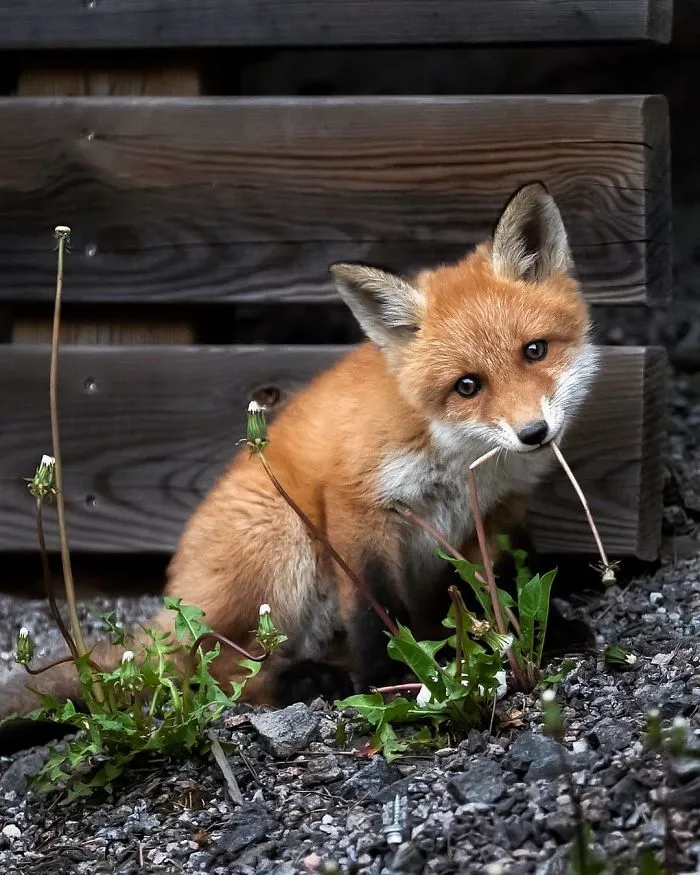 Finnish Photographer Captures Baby Animals Having Fun And Making Funny Expressions (30 Pics)